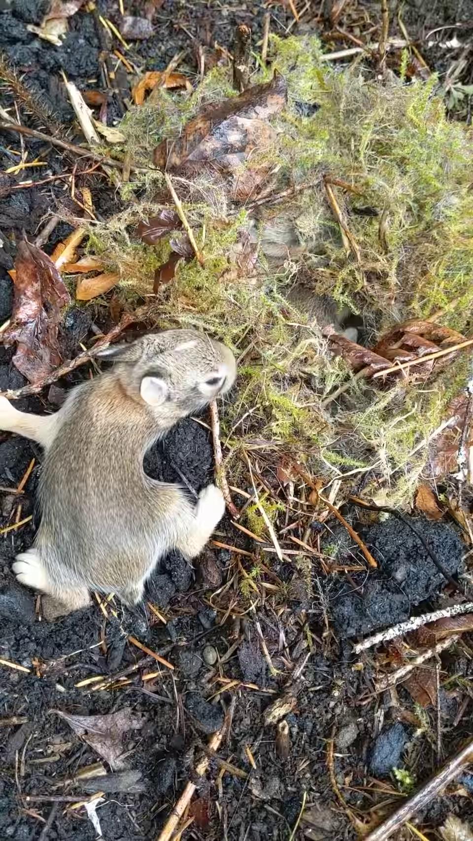 Как выглядит гнездо кроликов) смотреть онлайн / Рыбалка