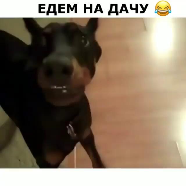 Доберман дача видео. Цверг пинчек с белвм пятном. Собака собирается на дачу. Собака собирается на дачу. Собака собирается на дачу.