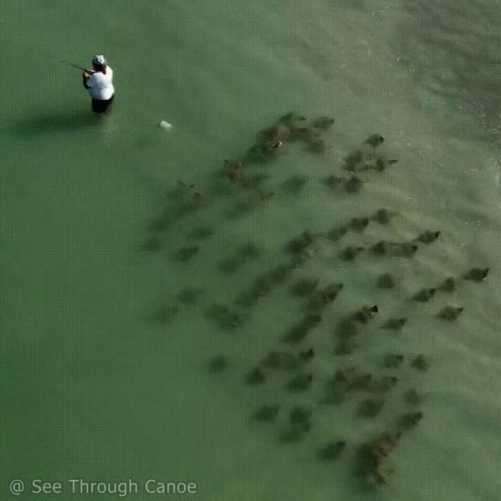 Рыбак даже не заметил смотреть онлайн / Рыбалка,Охота