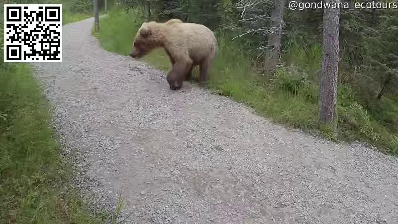 Фотограф забыл зачем пришел в лес смотреть онлайн